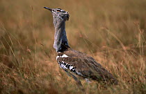 Kori bustard displaying {Choriotis / Ardeotis kori} Tanzania