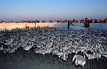 Researchers catch, check and ring juvenile Gter flamingoes Laguna de Fuentepiedra NP,