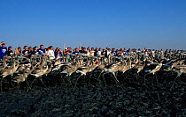 Researchersstudy and ring juv Gter flamingoes before they fly. Laguna de Fuentepiedra NP,