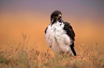 Augur buzzard {Buteo rufofuscus} Tanzania
