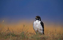 Augur buzzard on ground {Buteo rufofuscus / augur} Tanzania