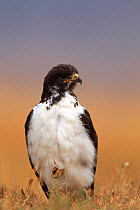 Augur buzzard {Buteo rufofuscus (augur)} Tanzania