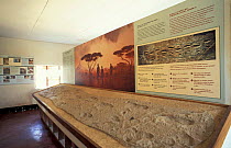 Cast of footprints of early man {Australopithecus} Olduvai gorge museum, Tanzania Serengeti,