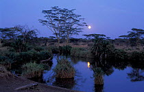 Moon reflected in river, Ikoma, Serengeti NP, Tanzania