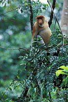Proboscis monkey male in rainforest {Nasalis larvatus} Kinabatangan river, Sabah, Borneo