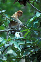 Proboscis monkey juvenile in rainforest tree {Nasalis larvatus} Kinabatangan river,