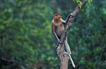 Proboscis monkey in rainforest tree {Nasalis larvatus} Kinabatangan river, Sabah, Borneo