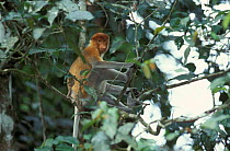 Proboscis monkey female in rainforest {Nasalis larvatus} Kinabatangan river, Sabah, Borneo