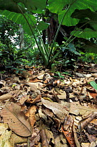 Bornean horned frog camouflaged, leaf litter {Megophrys nasuta} Danum valley,