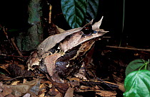 Bornean horned frog at night {Megophrys nasuta} Danum valley, Sabah, Borneo