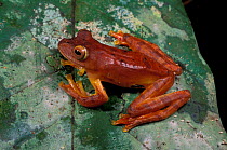 Harlequin treefrog {Rhacophorus pardalis} Kinbatangan river, Sabah, Borneo