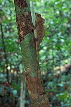 Comb crested dragon lizard {Gonocephalus liogaster} Danum valley, Sabah, Borneo
