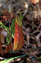 Pitcher plant {Nepenthes tentaculata} Mount Kinabalu, Sabah, Borneo - mid altitude