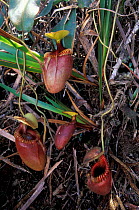 Pitcher plant {Nepenthes villosa} Mount Kinabalu, Sabah, Borneo - high altitude (2400 -