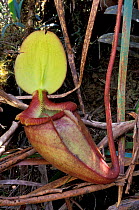 Pitcher plant {Nepenthes kinabaluensis} = N. rajah x N. villosa - high altitude, Mount
