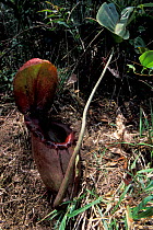 Pitcher plant {Nepenthes rajah} Mount Kinabalu, Sabah, Borne0 - mid altitude (1500-2600m)