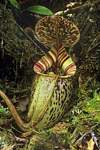 Painted / Burbidge's pitcher plant (Nepenthes burbidgeae) Mount Kinabalu, Borneo, endangered species