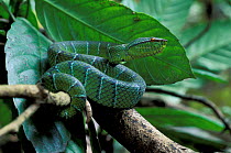 Temple / Wagler's pit viper {Tropidolaemus wagleri} Sabah, Borneo
