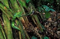 Temple / Wagler's pit viper {Tropidolaemus wagleri} Sabah, Borneo