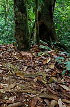 Reticulated python on leaf litter {Python reticulata} Danum valley, Sabah, Borneo