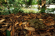 Reticulated python {Python reticulata} camouflaged amongst leaf litter, Danum valley, Sabah, Borneo