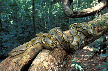 Reticulated python on branch {Python reticulata} Danum valley, Sabah, Borneo