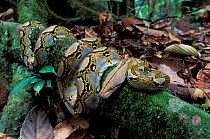 RF- Reticulated python on branch (Python reticulatus). Danum valley. Sabah, Borneo. (This image may be licensed either as rights managed or royalty free.)