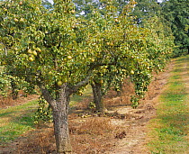 Row of fruiting Pear trees in orchard {Pyrus communis} Gloucestershire, UK