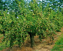 Fruiting Pear tree in orchard {Pyrus communis} Gloucestershire, UK