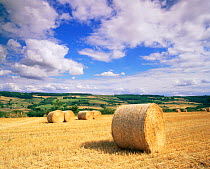 Field of straw bales in stubble field after harvest, Cotswolds, nr Winchcombe, Cotswolds, UK.