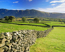 Stone walls boundaries on farmland with Whin Rigg in background, Wastwater Lake, Lake District National Park, Cumbria, UK.