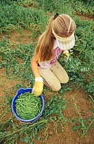 Harvesting Pea crop {Pisum sativum} Gloucestershire, UK