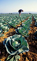 Harvesting Cabbage plants {Brassica oleracea capitata} UK