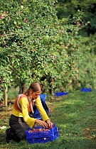 Harvesting Plums in orchard {Prunus domestica} Gloucestershire, UK
