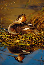 Great crested grebe with chick on back at nest {Podiceps cristatus} Spain