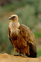 Griffon vulture {Gyps fulvus} Spain