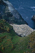 Northern gannet colony {Morus bassanus} UK