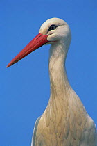 White stork portrait {Ciconia cinconia} Germany