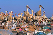 White storks on rubbish dump {Ciconia cinconia} Spain
