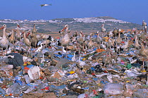 White storks on rubbish dump {Ciconia cinconia} Spain