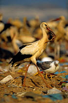 White stork with food scavenged from rubbish dump {Ciconia cinconia} Spain