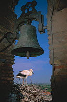 White stork nesting next to bell tower {Ciconia cinconia} Spain