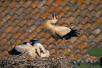 White stork displaying at nest on roof {Ciconia cinconia} Spain