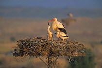 White stork + chicks in nest on telephone post {Ciconia cinconia} Spain