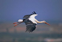 White stork flying {Ciconia cinconia} Spain