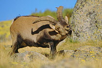 Spaninh ibex male in rut, testing air with tongue {Capra pyrenaica victoriae} Spain