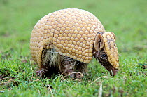 Three banded armadillo {Tolypeutes tricinctus} walking after uncurling from defensive ball