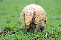 Three banded armadillo {Tolypeutes tricinctus} walking after uncurling from defensive ball