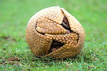 Three banded armadillo {Tolypeutes tricinctus} in defensive ball. Captive, UK