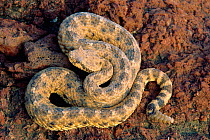 Sidewinder rattlesnake portrait {Crotalus cerastes} Sonora, Mexico